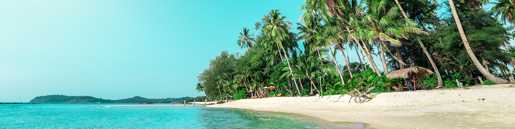 Terms of use banner featuring palm trees with a sky blue background